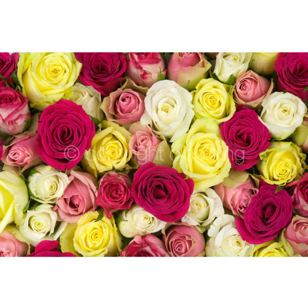 Roses (RG013)