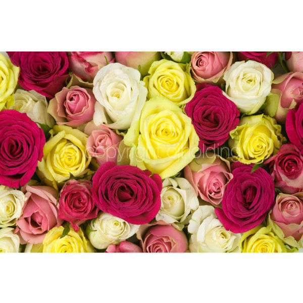 Roses (RG014)