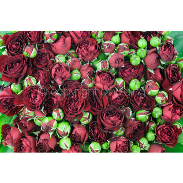 Spray Roses (RG015)