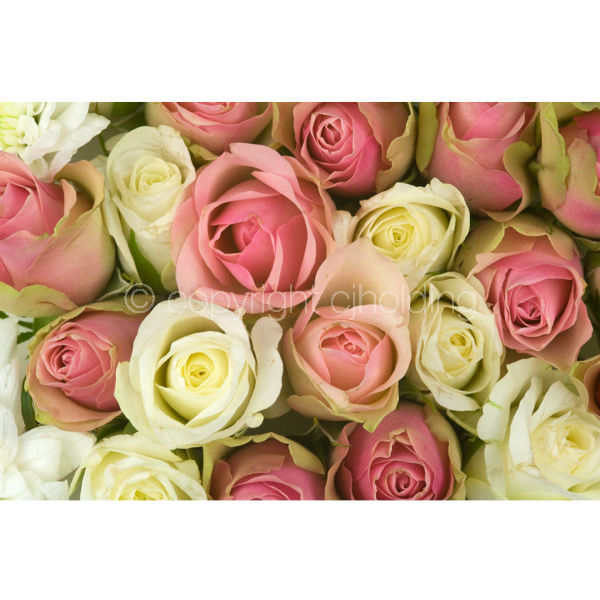 Roses (RG016)