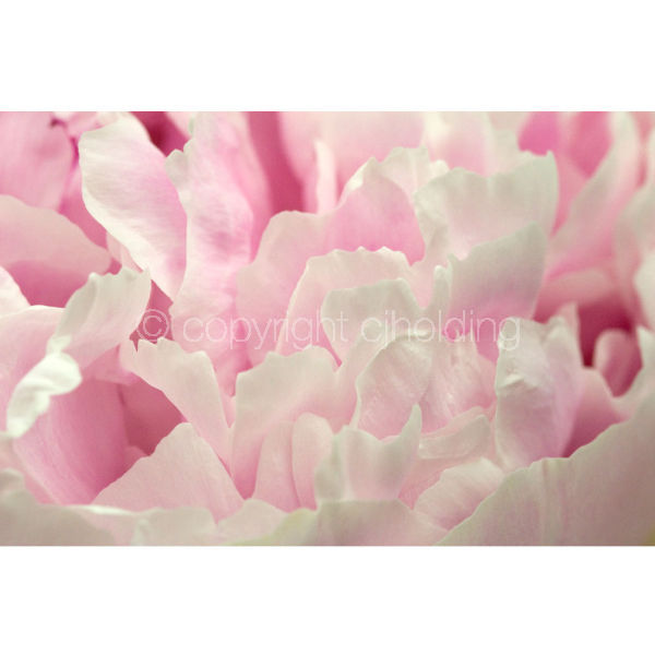 Sandra Bernhardt Peony (SBP001)