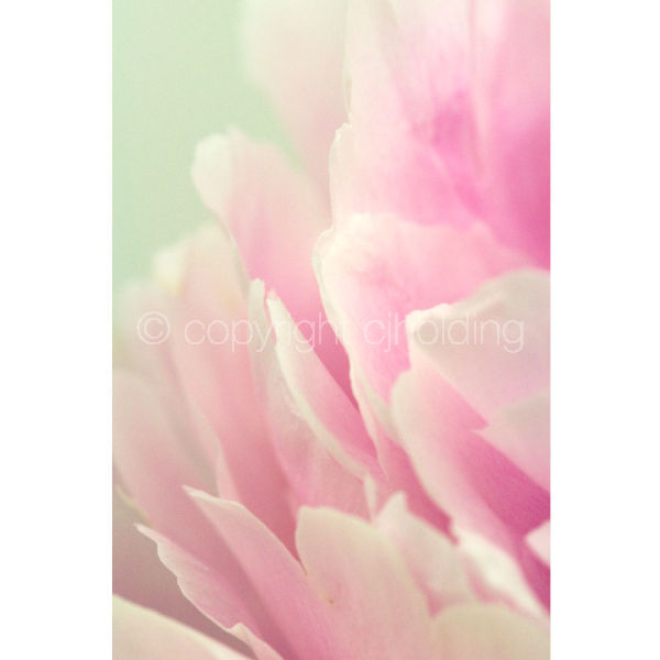Sandra Bernhardt Peony (SBP002)