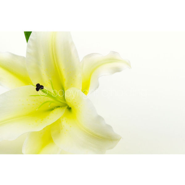 Santander Lily (SL001)