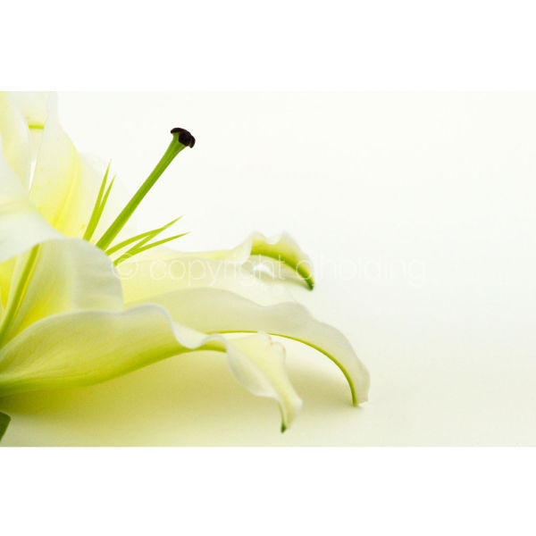 Santander Lily (SL002)