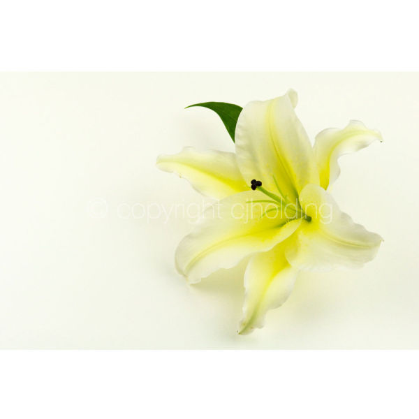 Santander Lily (SL003)
