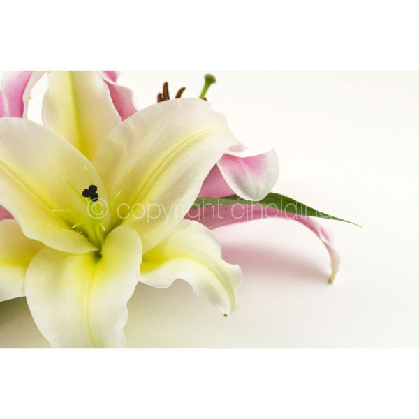 Santander Lily (SLG009)