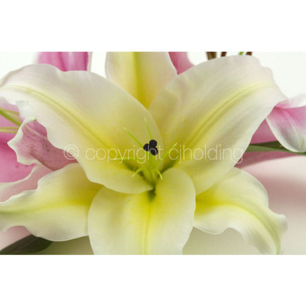 Santander Lily (SLG010)