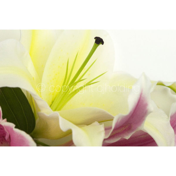 Santander Lily (SLG011)