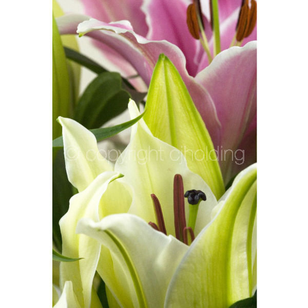Santander Lily (SLG001)