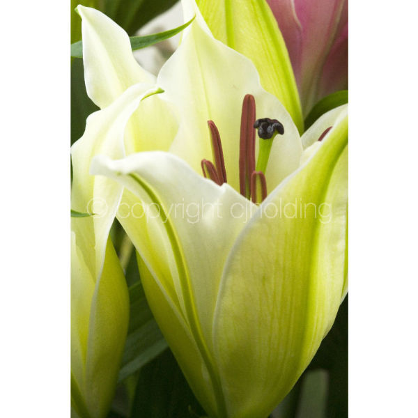 Santander Lily (SLG002)