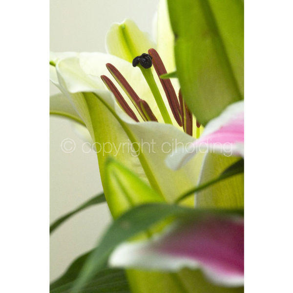Santander Lily (SLG003)