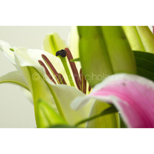 Santander Lily (SLG004)