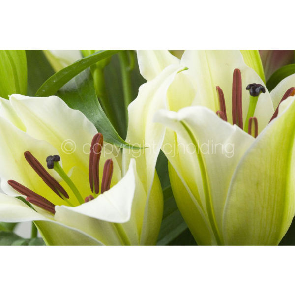 Santander Lily (SLG005)