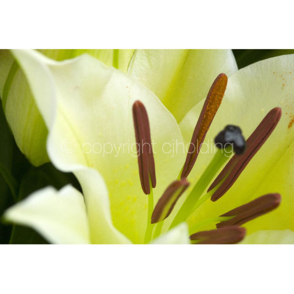 Santander Lily (SLG006)