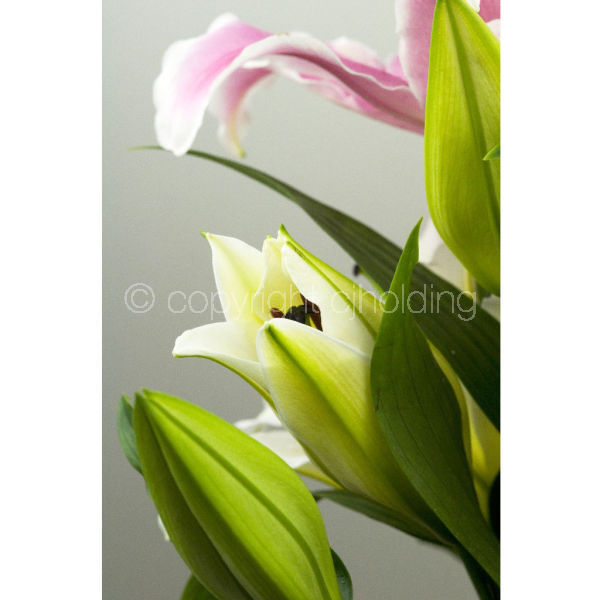 Santander Lily (SLG007)