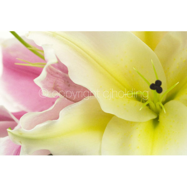 Santander Lily (SLG008)