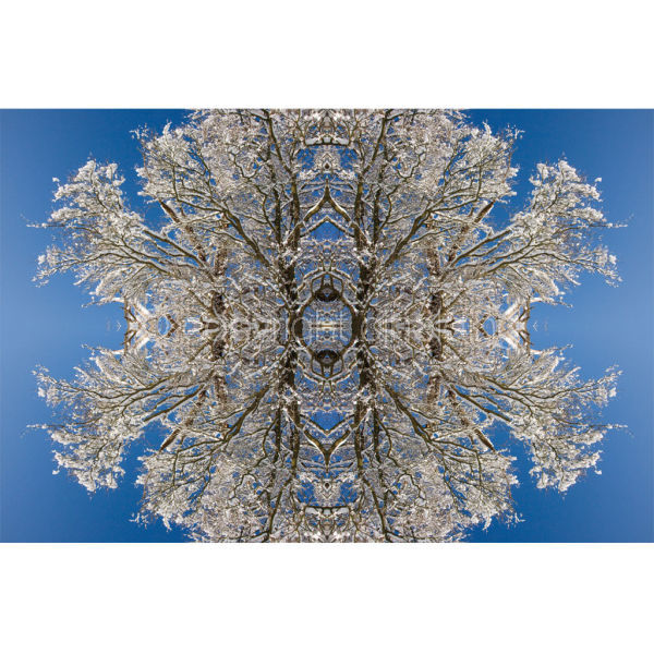 'Snowflake' (SPAT098)