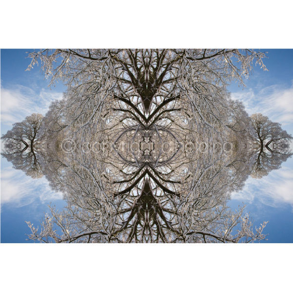 'Snowveins' (SPAT092)