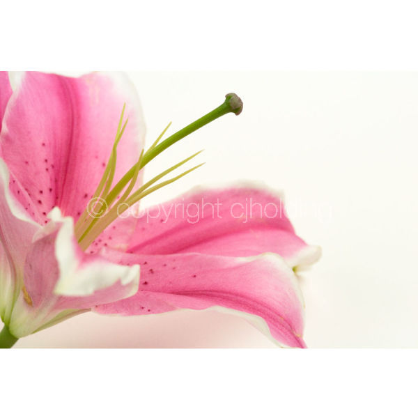 Tiber Lily (TL001)