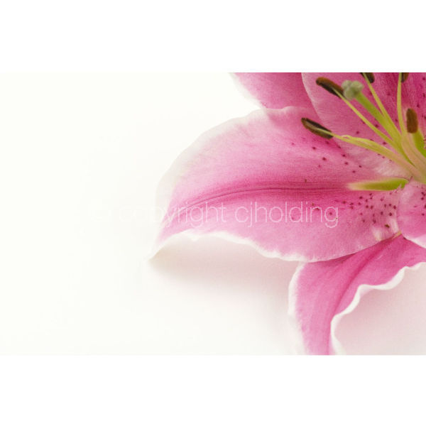 Tiber Lily (TL002)