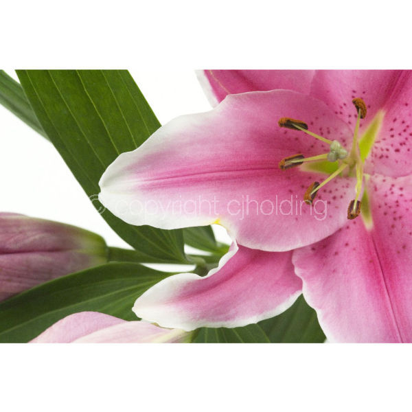 Tiber Lily (TL003)
