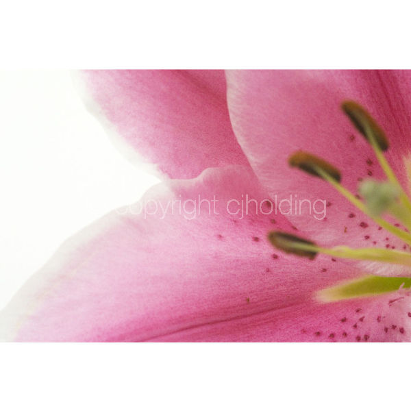 Tiber Lily (TL004)