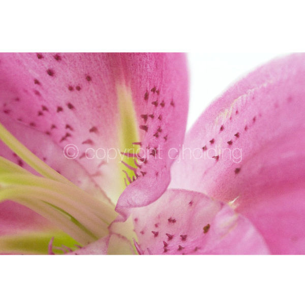 Tiber Lily (TL005)