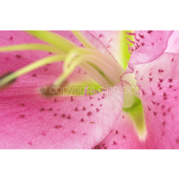 Tiber Lily (TL006)
