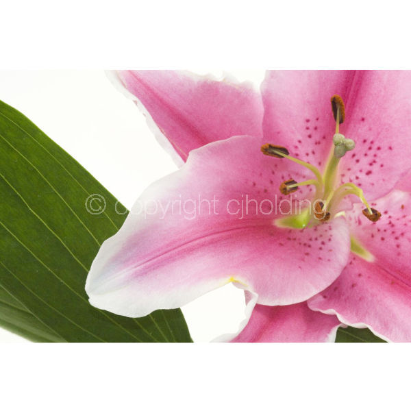 Tiber Lily (TL007)