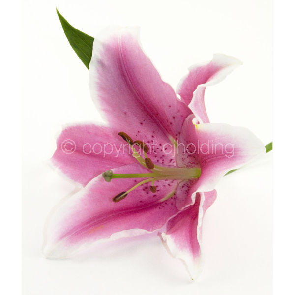 Tiber Lily (TL008)