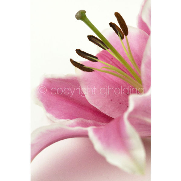 Tiber Lily (TL009)