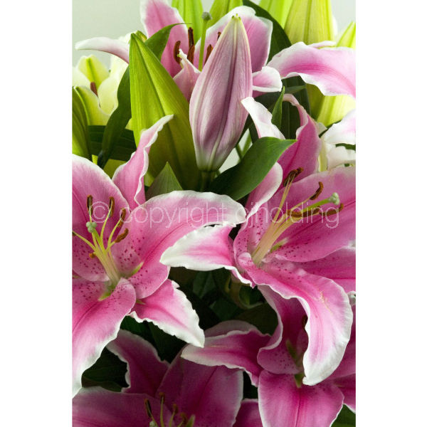 Tiber Lily (TLG002)