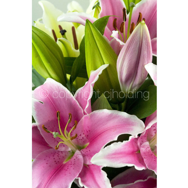 Tiber Lily (TLG003)