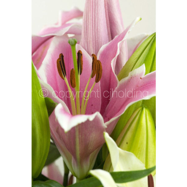 Tiber Lily (TLG004)