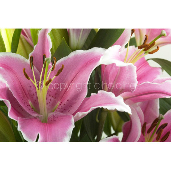 Tiber Lily (TLG005)