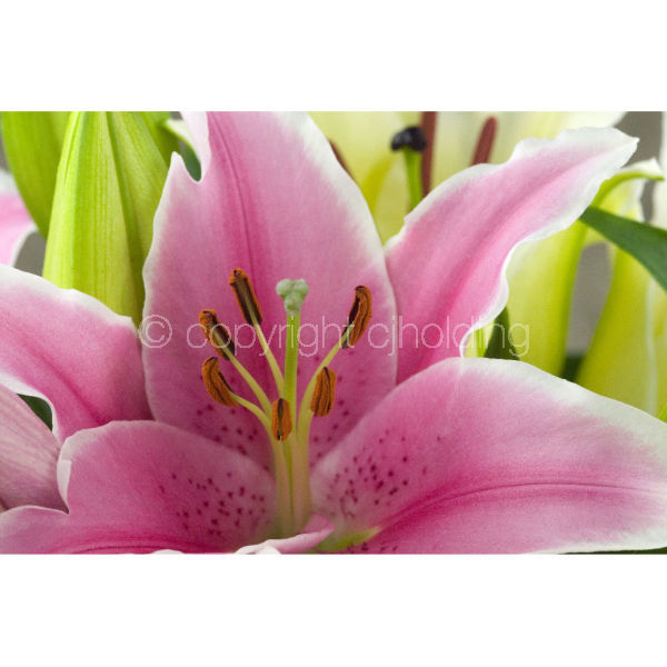 Tiber Lily (TLG006)