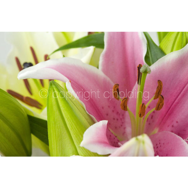 Tiber Lily (TLG007)