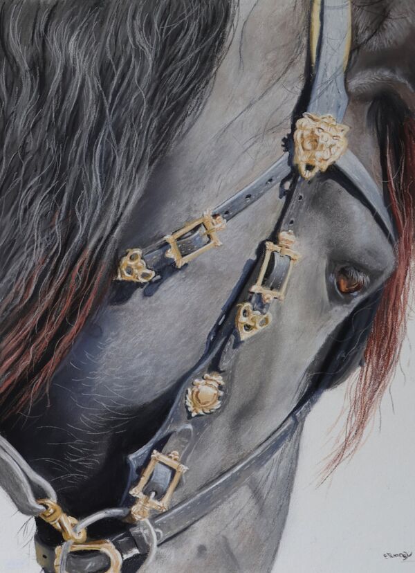 ' The Friesian' Pastel on Paper
