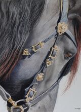 ' The Friesian' Pastel on Paper