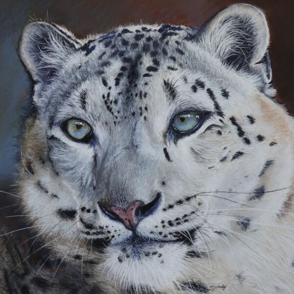 'Icy Stare' Pastel on Paper