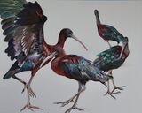 'Glossy Ibis' Pastel on Paper