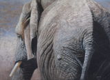 'An African Tail' African Elephant SOLD