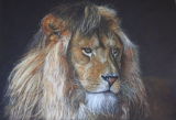 'Bad Hair Day' African Lion SOLD