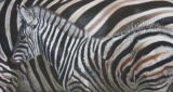 'Camouflage' Plains Zebra SOLD