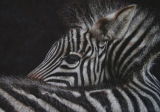 'Earning My Stripes' Plains Zebra SOLD