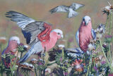 'What a Bunch of Galahs!' Pastel on Paper