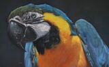 'Stickybeak' Pastel on Paper