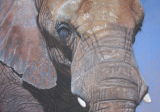'In Charge' African Elephant SOLD
