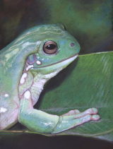 'It's Easy Being Green' Green Tree Frog SOLD