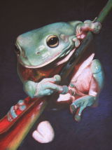 'Supermodel' Green Tree Frog SOLD